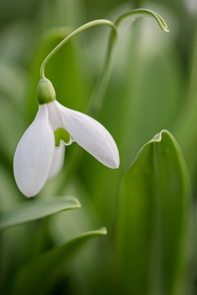 Galanthus 'Green Comet'