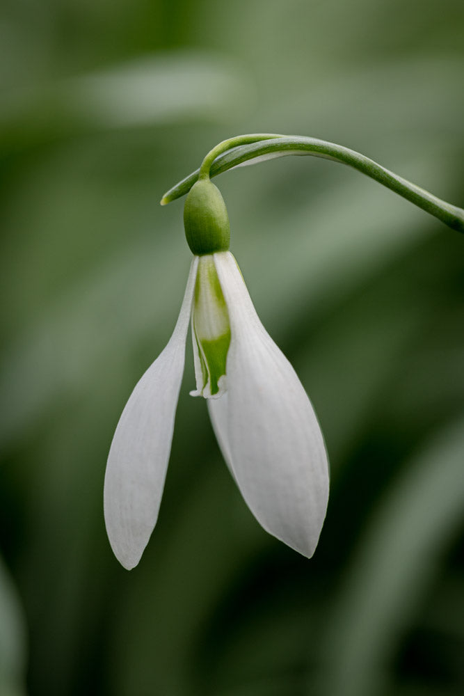 Galanthus 'Gray's Child'