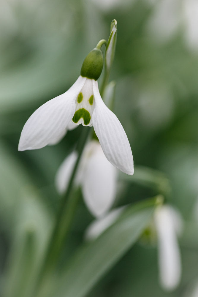 Galanthus 'Grumpy'