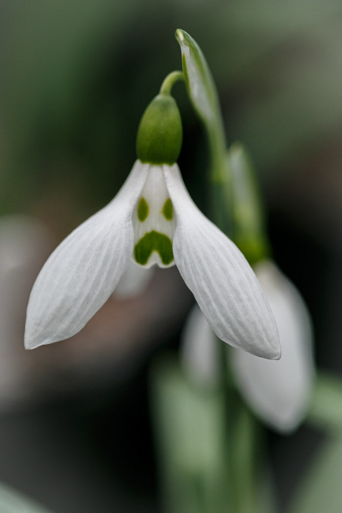 Galanthus 'Grumpy'