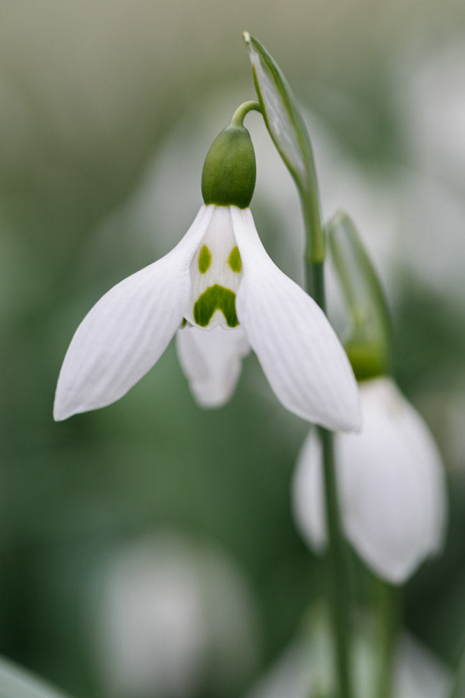 Galanthus 'Grumpy'