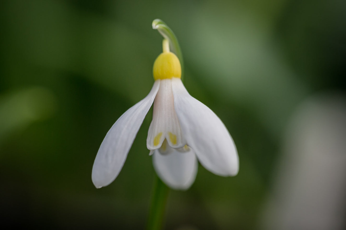 Galanthus 'Elizabeth Harrison'