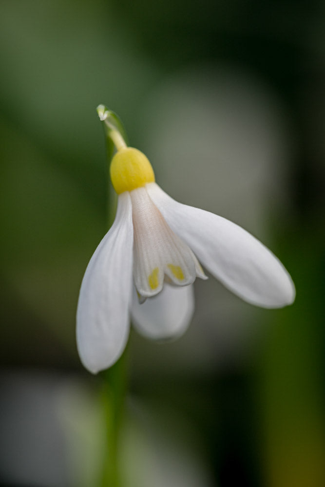 Galanthus 'Elizabeth Harrison'