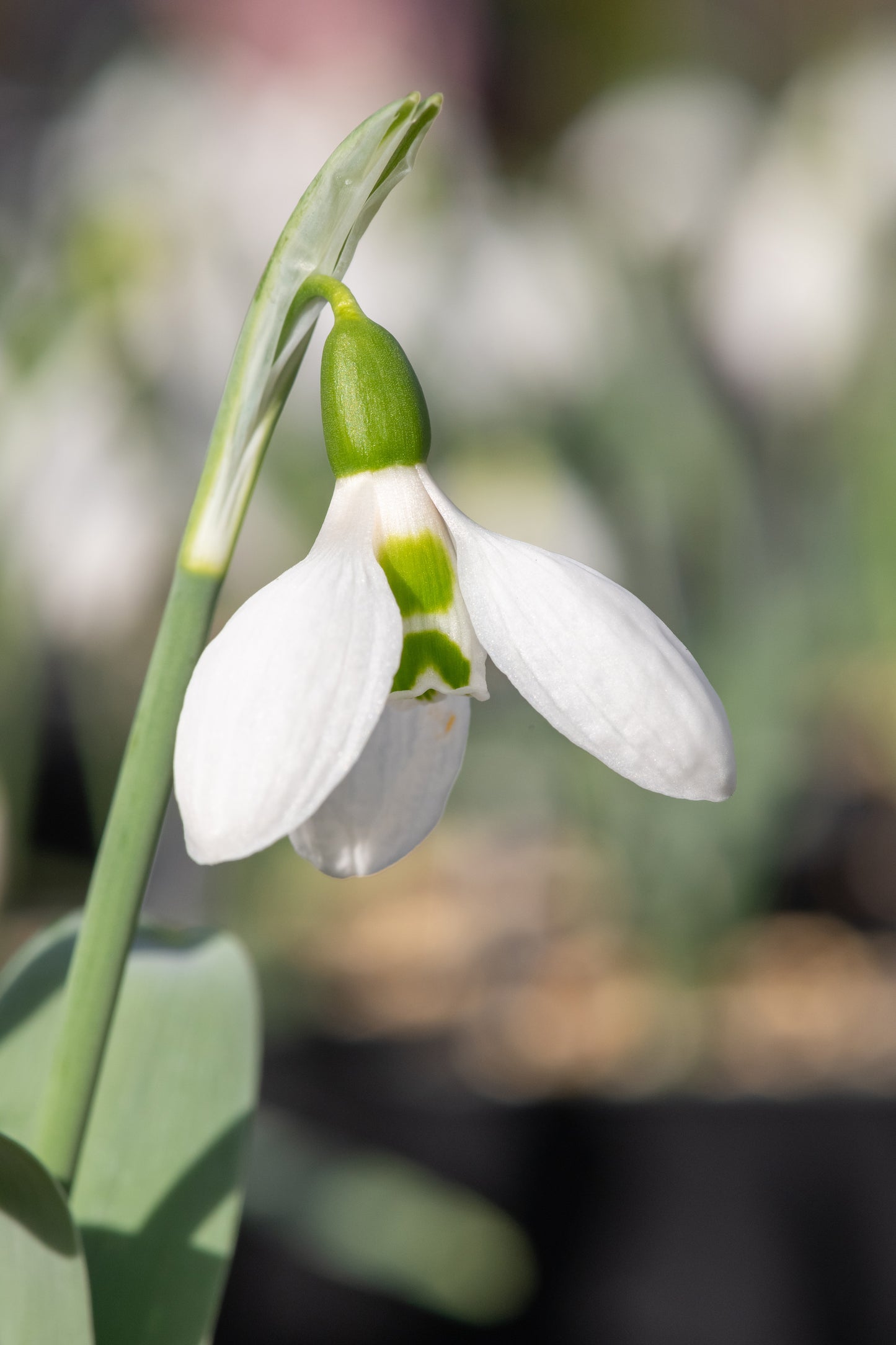 Snowdrops (Giant) x 10 bulbs
