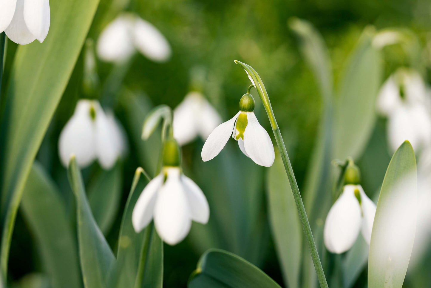 Snowdrops (Giant) x 10 bulbs