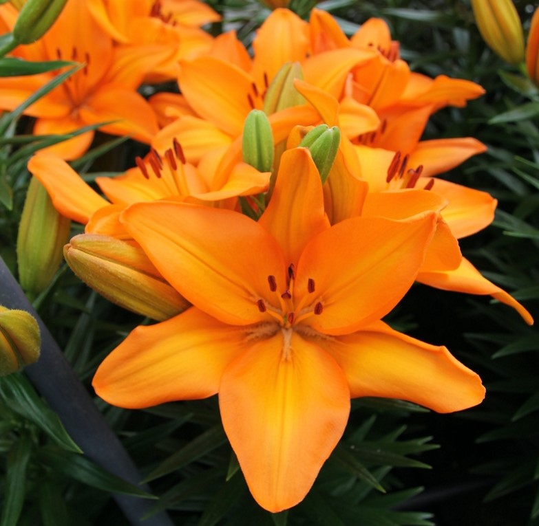 perfect joy asiatic lily Lily 'Lava Joy'