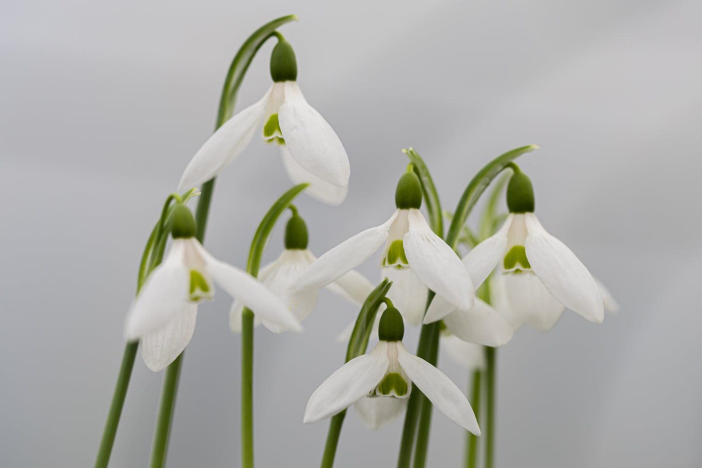 Galanthus 'Barnes'