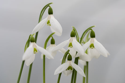Galanthus 'Barnes'