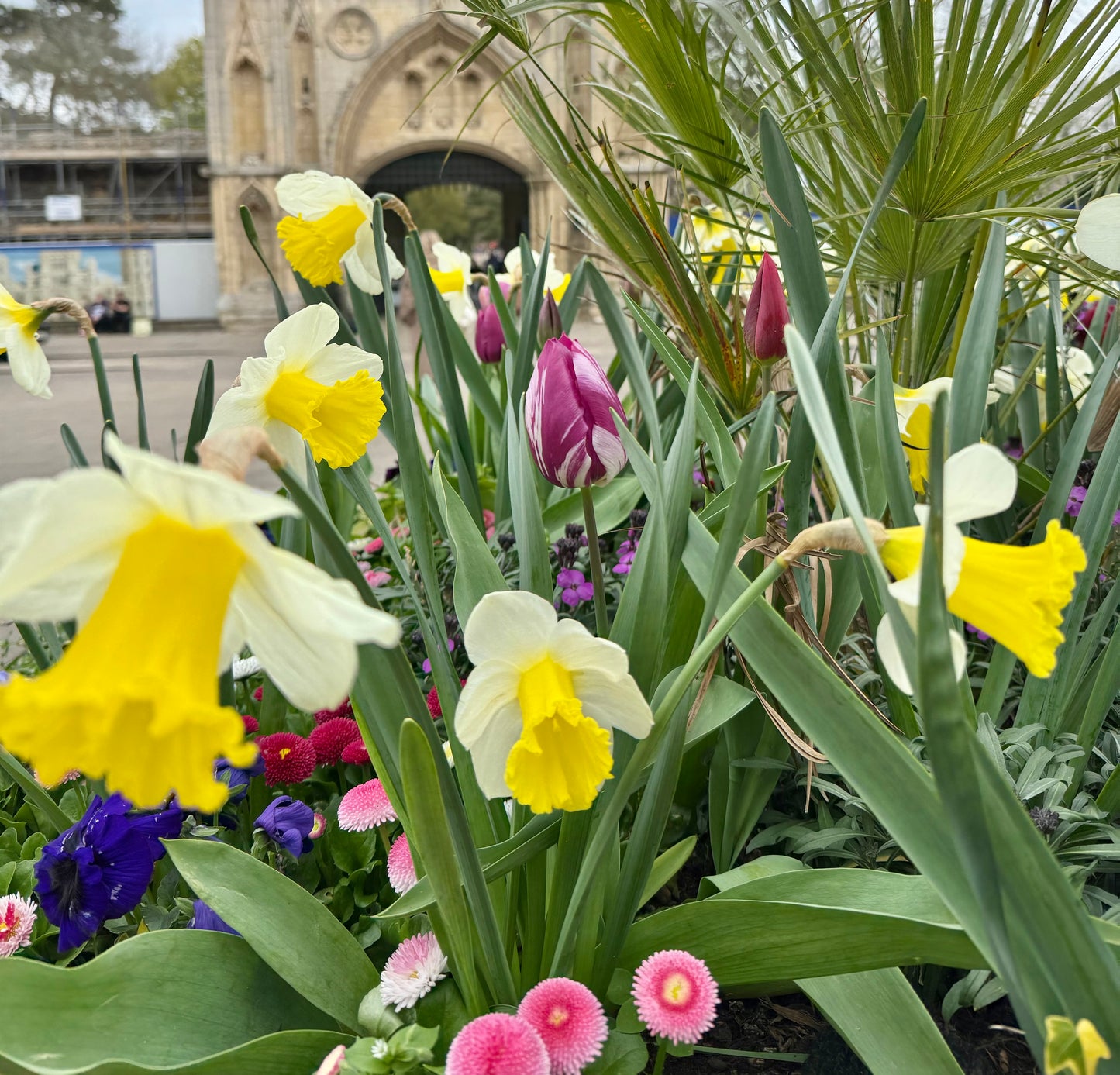 NEW - Drought Tolerant Spring Bulb Collection (Exclusive to SPS)
