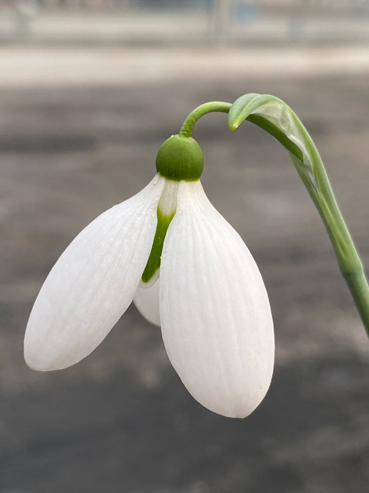 Galanthus 'Casanova'