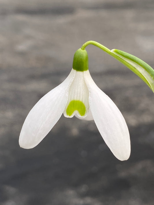 Galanthus 'Christine'