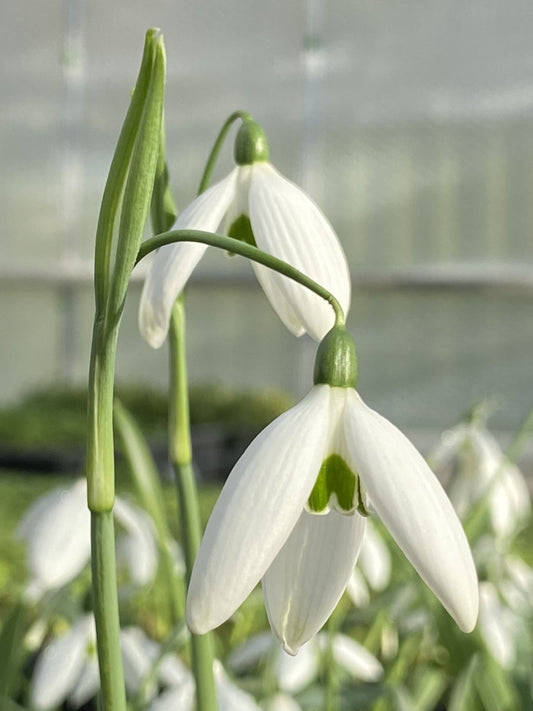 Galanthus 'Fly Fishing'