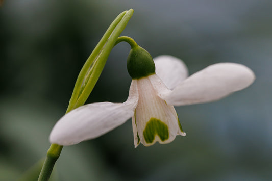 Galanthus 'Gabriel'