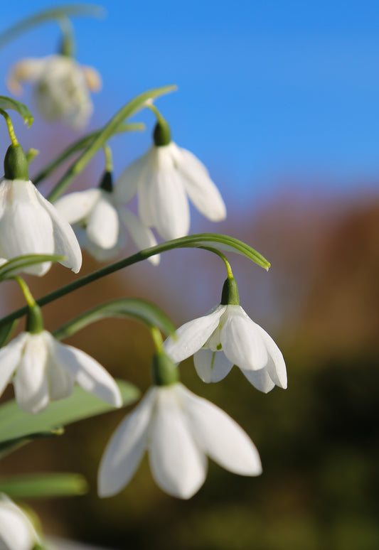 Galanthus 'Godfrey Owen'