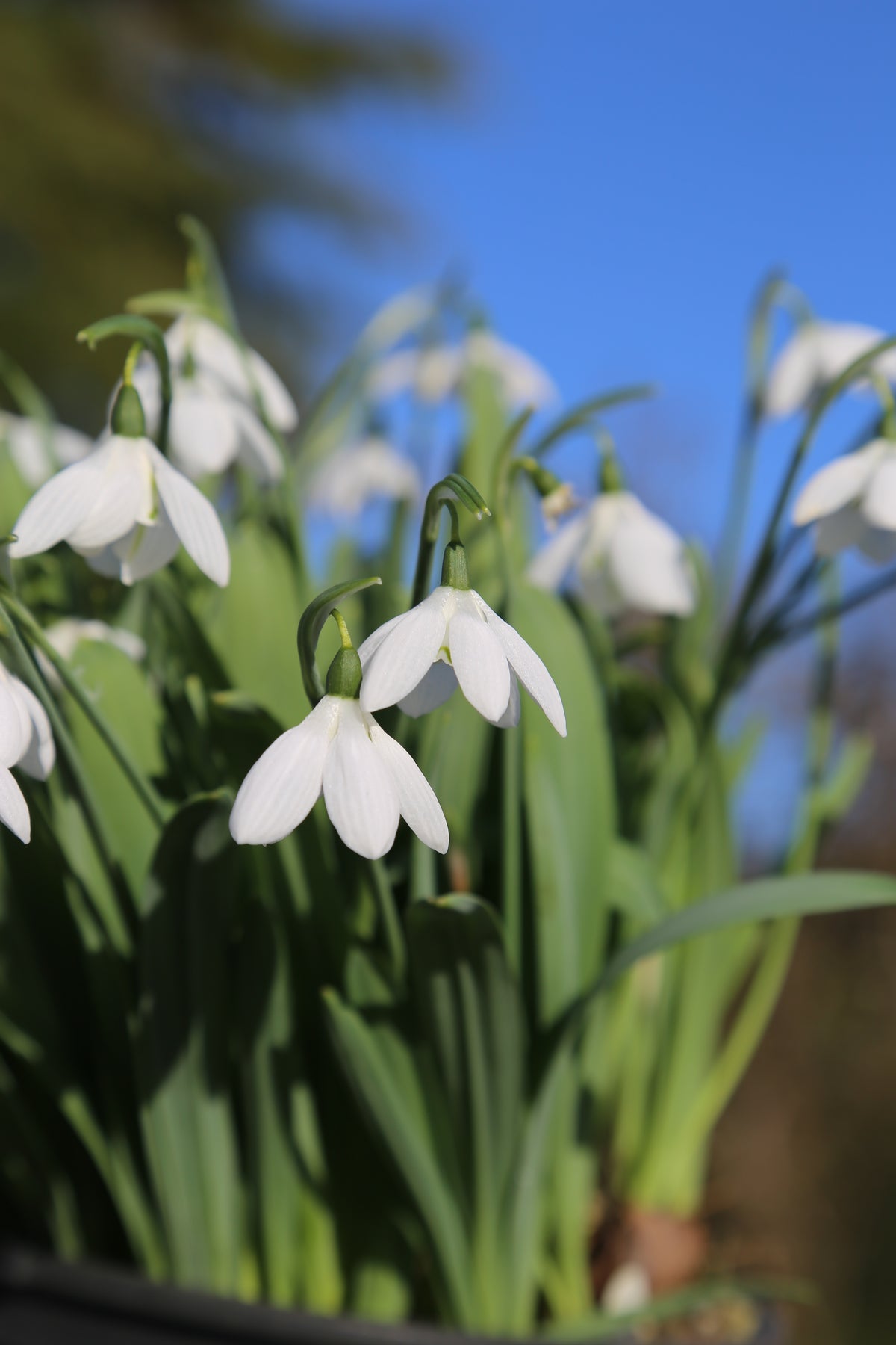 Godfrey Tree Galanthus 'Godfrey Owen' – Sustainable Plant Store