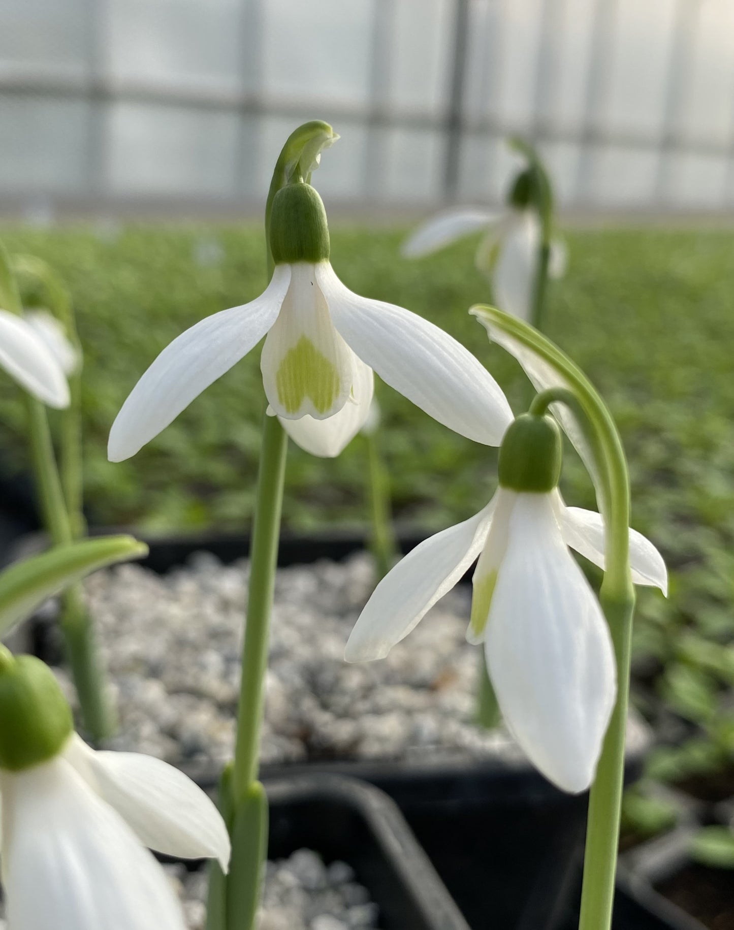 Galanthus Hiemalis Group