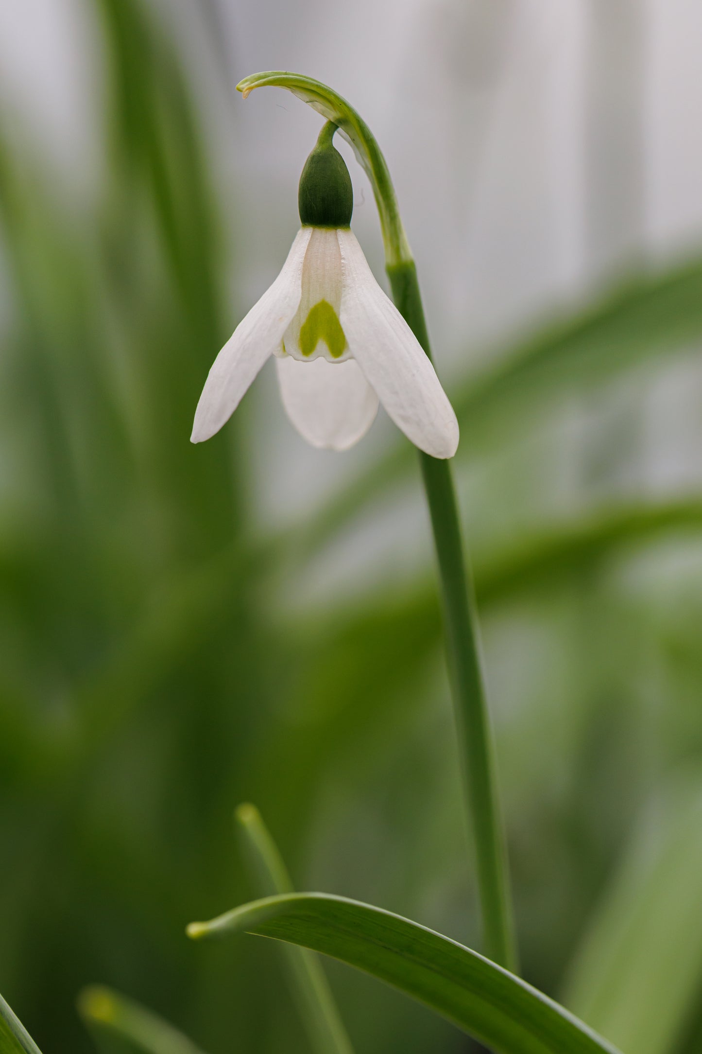 Galanthus Hiemalis Group