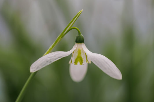 Galanthus 'Hoggets Round'