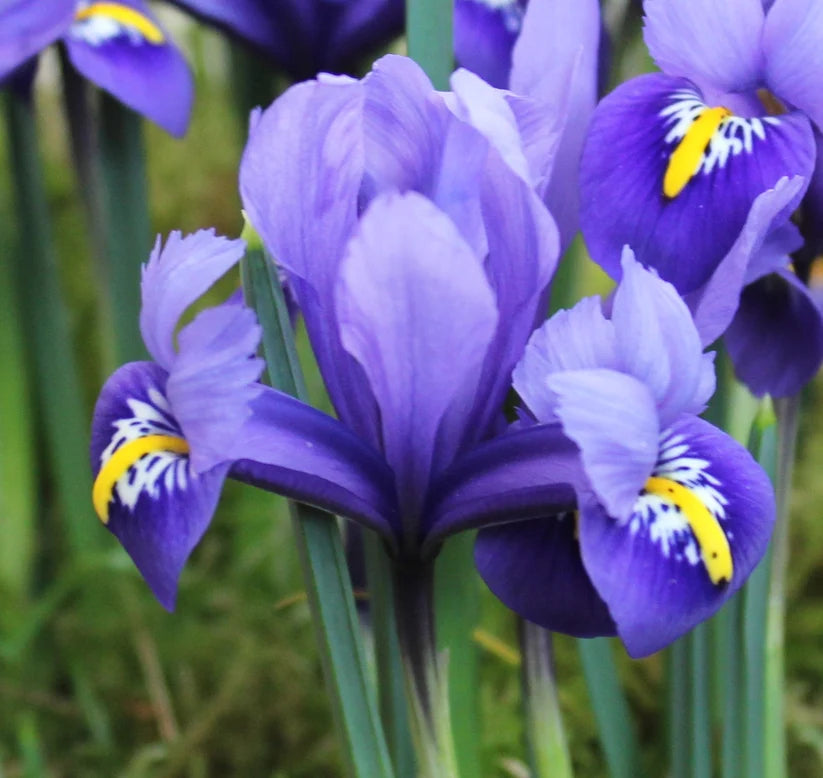 Iris reticulata 'Harmony'