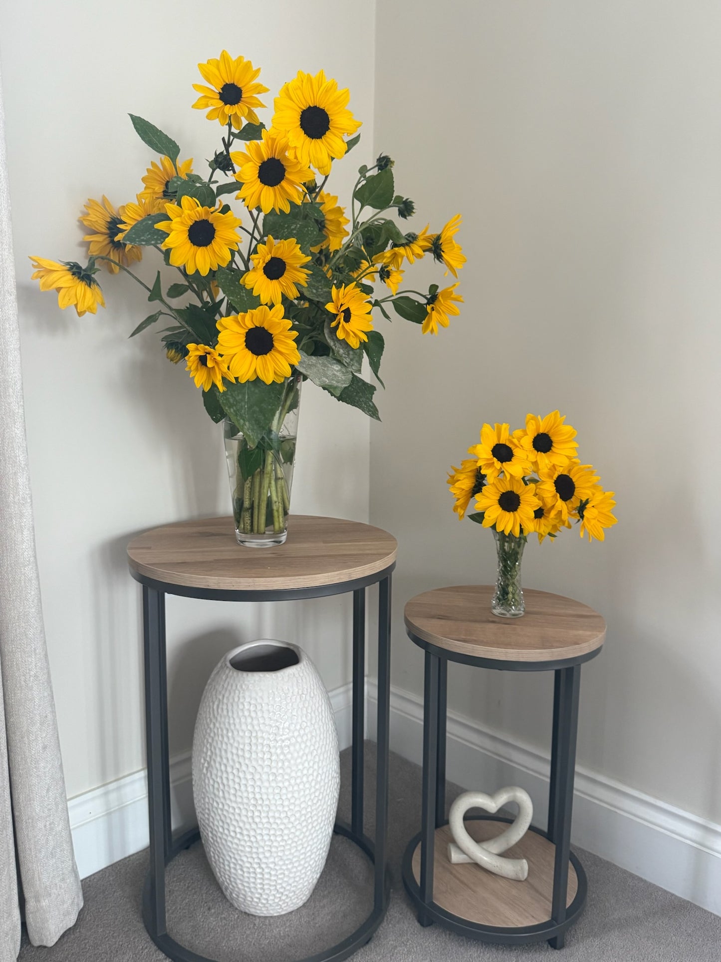 Helianthus Everbloom: The Full Summer Sunflower - New & Exclusive! (Pre-order for delivery in spring 2026)