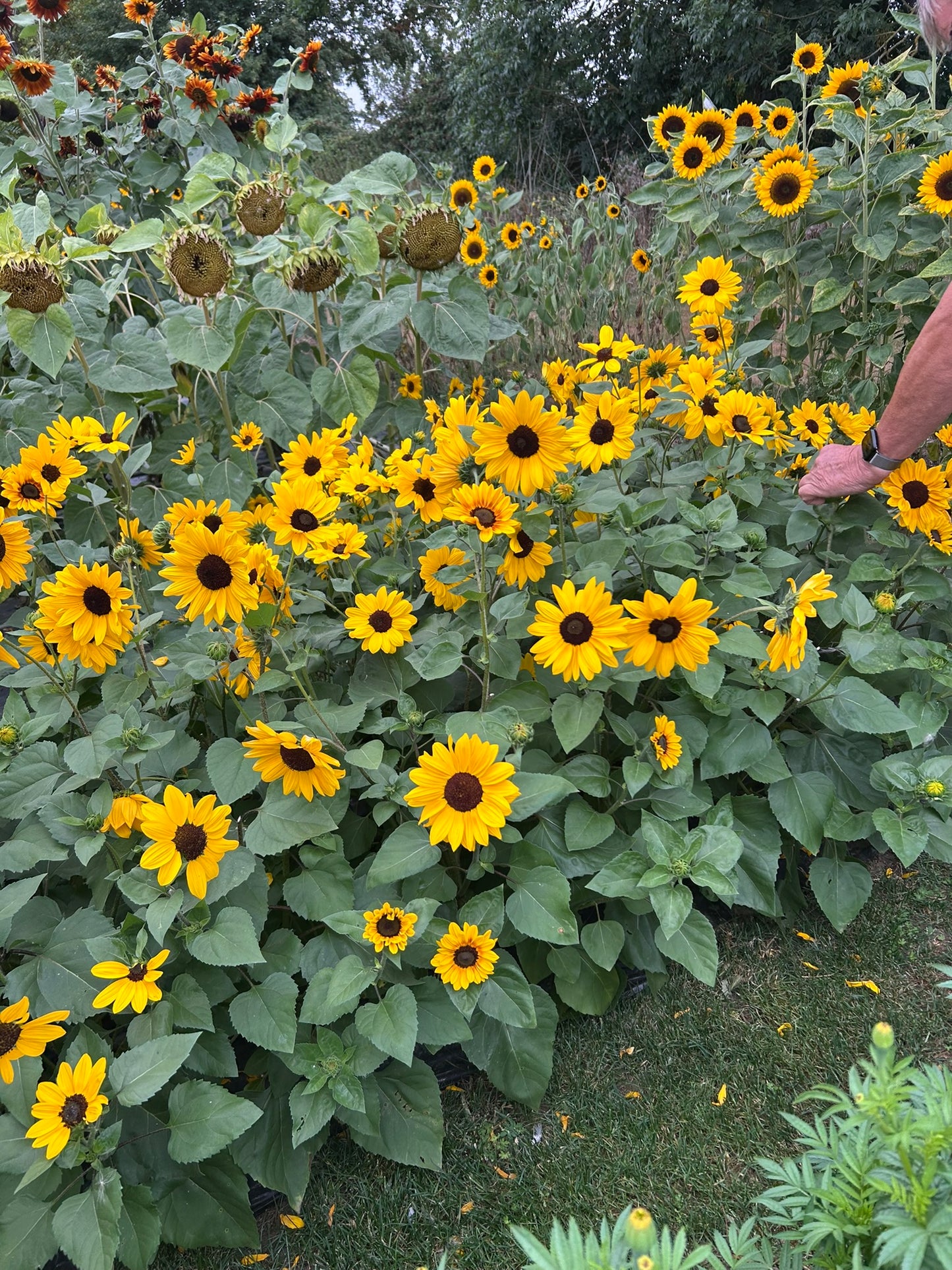 Helianthus Everbloom: The Full Summer Sunflower - New & Exclusive! (Pre-order for delivery in spring 2026)