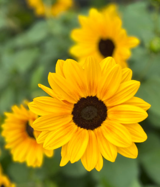 Helianthus Everbloom: The Full Summer Sunflower - New & Exclusive! (Pre-order for delivery in spring 2026)