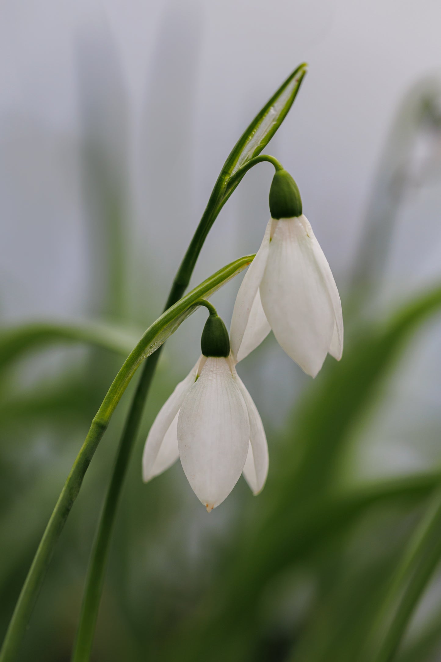 Galanthus 'Jubilee Green'