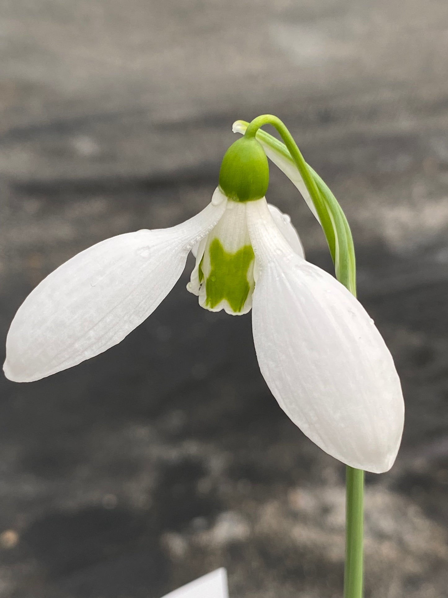 Galanthus 'Midwinter'