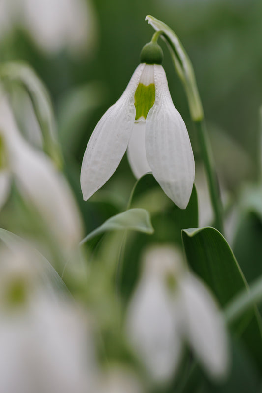 Galanthus 'Midwinter'