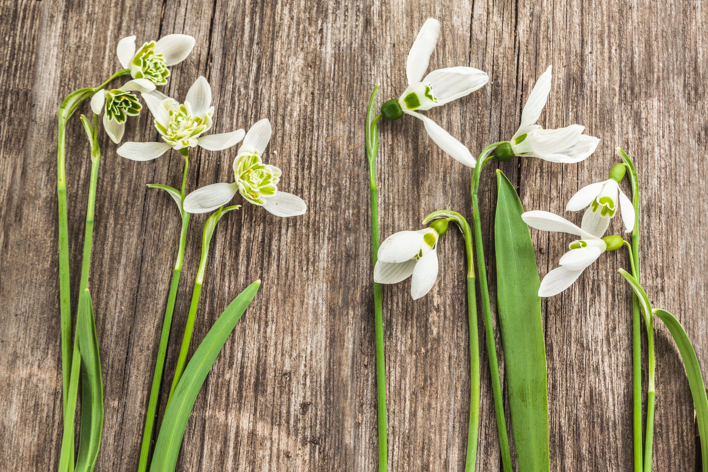 Long Flowering Season Snowdrop Collection - SAVE £25!