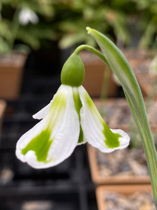 Galanthus 'Molly May'