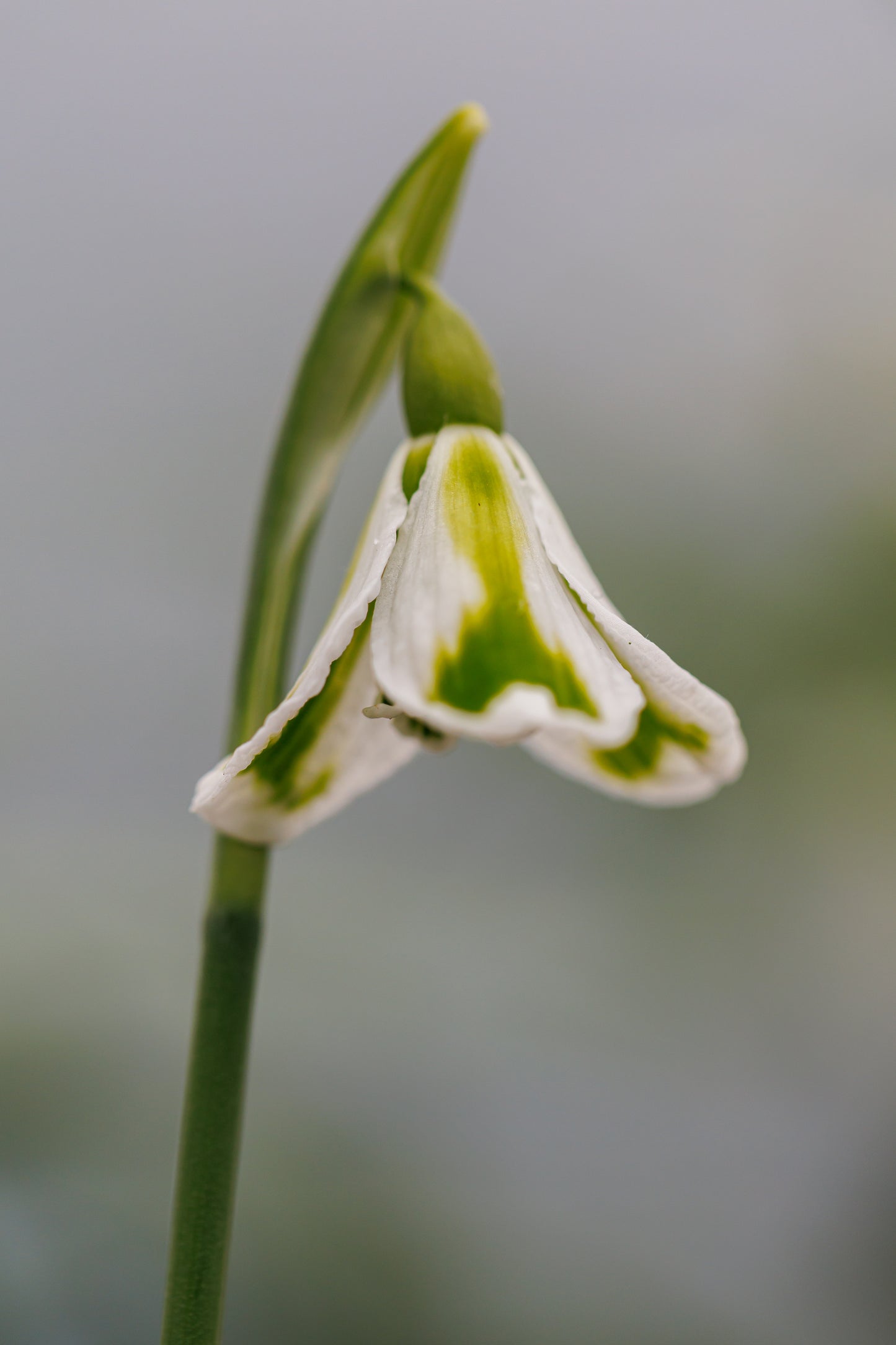 Galanthus 'Molly May'