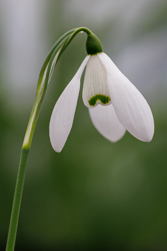 Galanthus 'Mrs Macnamara'