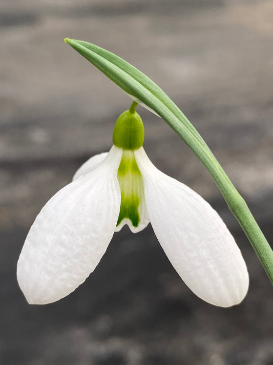 Galanthus 'Nice & Early'