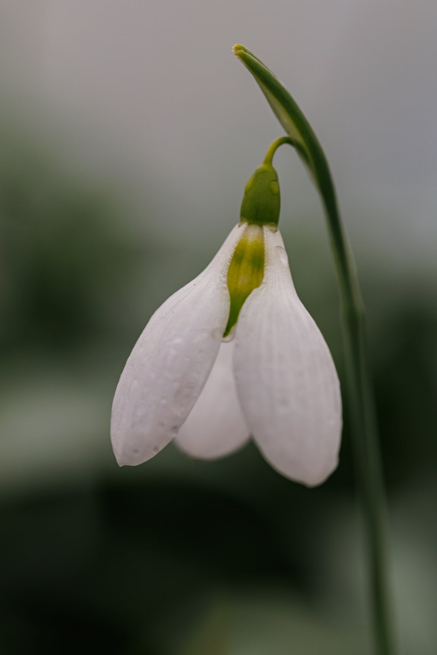 Galanthus 'Nice & Early'
