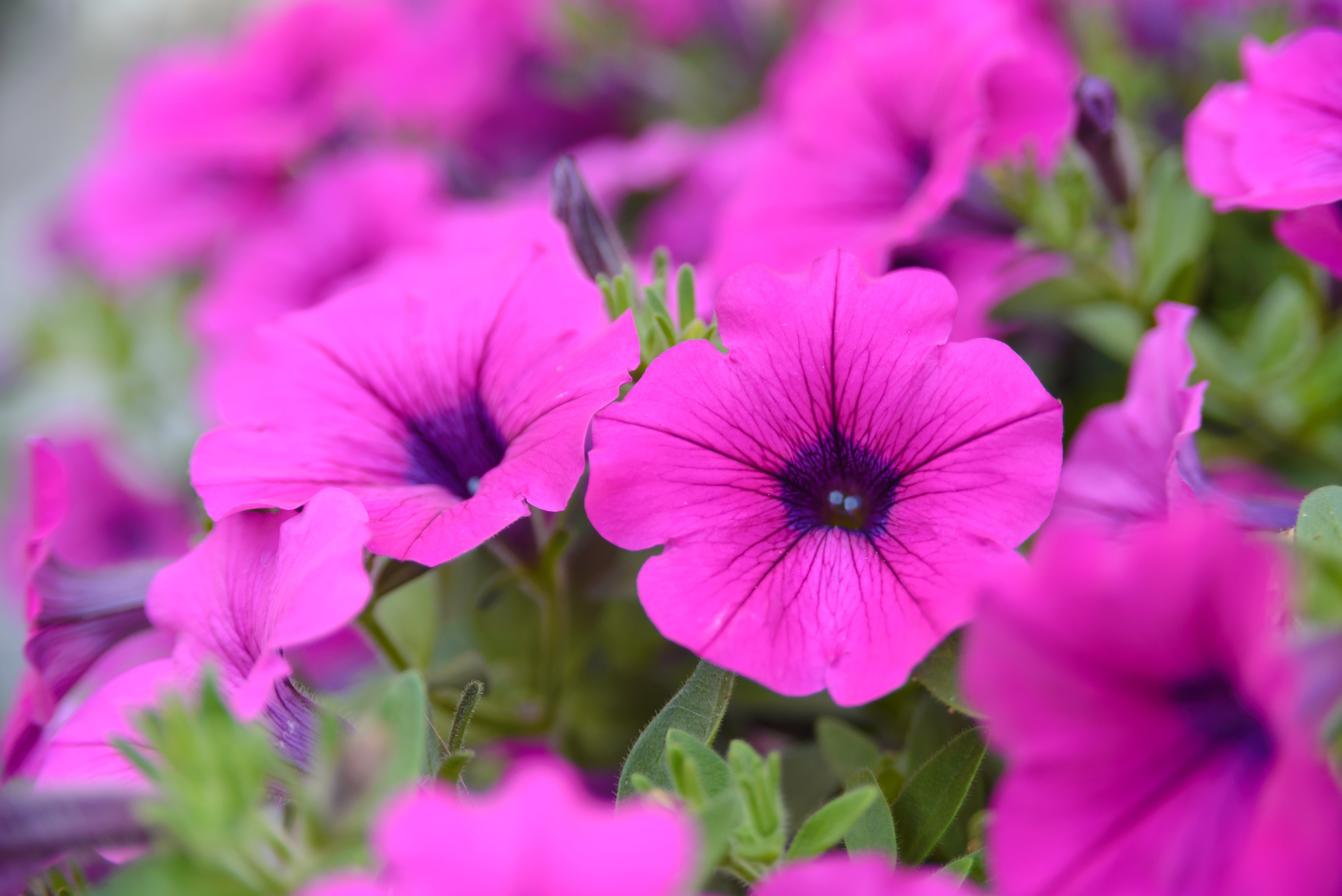 Petunia Vista™ 'Jazzberry' – Sustainable Plant Store