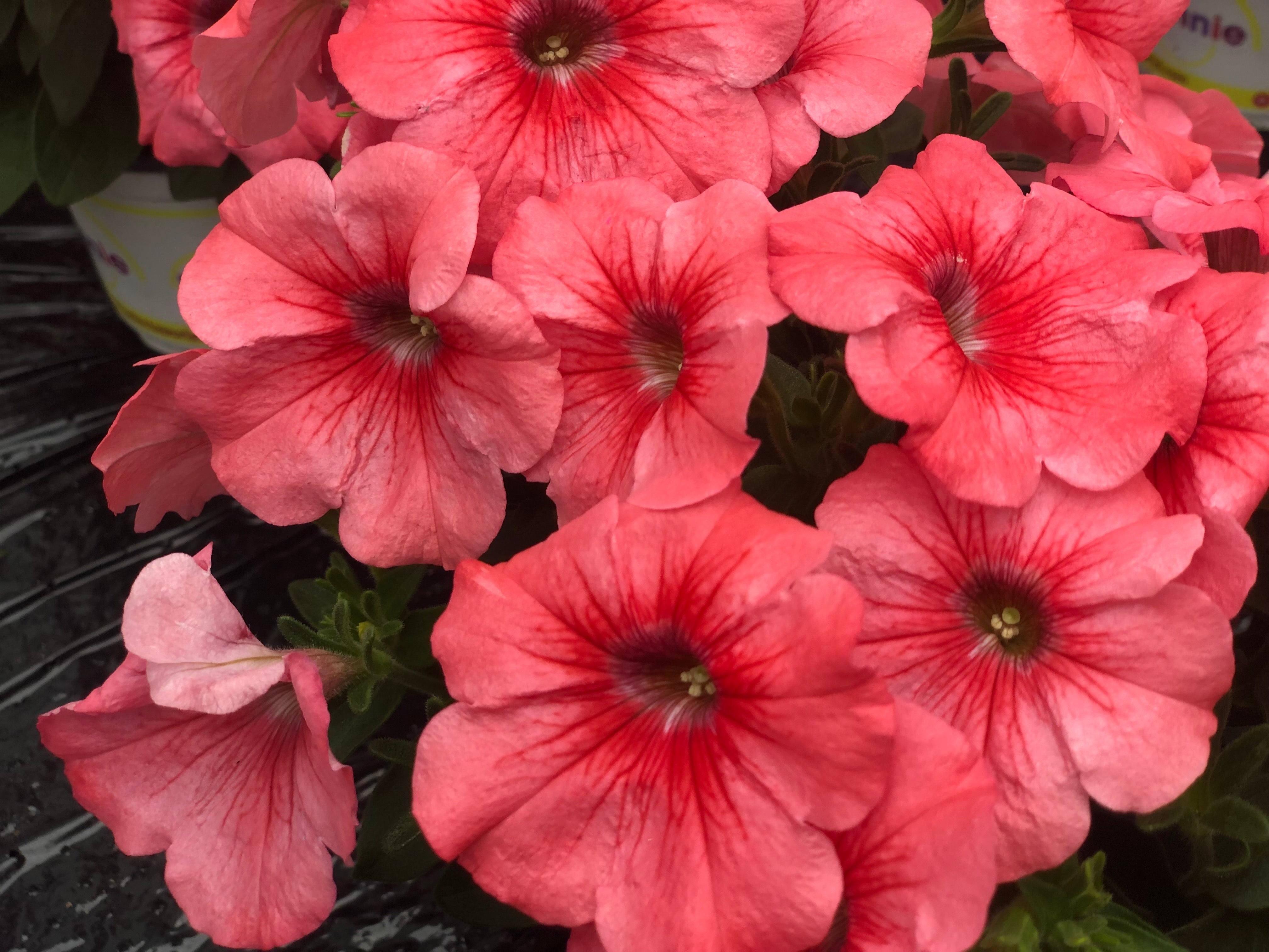 Petunia Vista™ 'Paradise' – Sustainable Plant Store