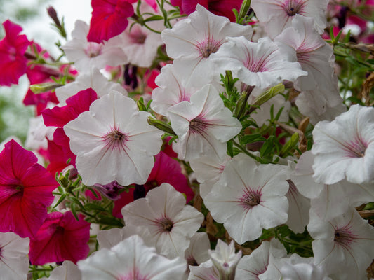 Petunia Vista™ 'Silverberry'