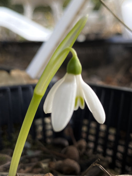 Galanthus 'Pink Panther'