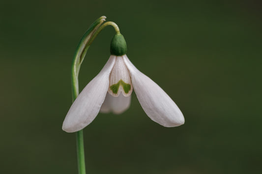 Galanthus 'Pink Panther'