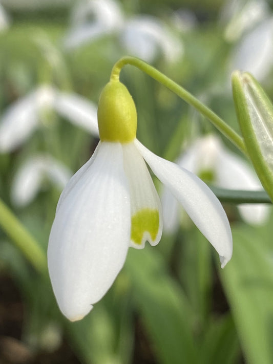 Galanthus 'Primrose Warburg'