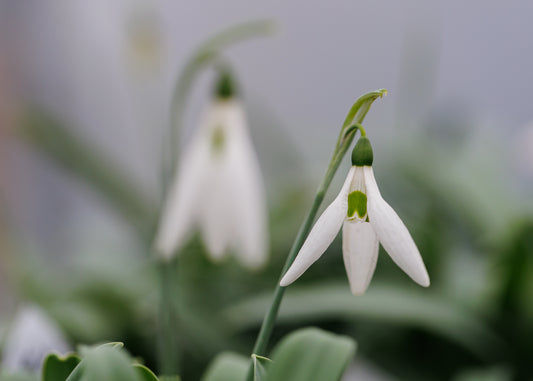 Galanthus 'Pyramid'