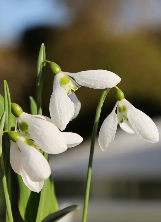 Galanthus 'Richard Blakeway-Phillips'