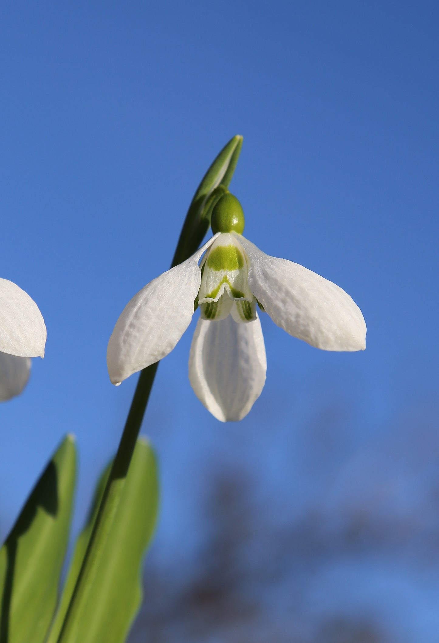 Galanthus 'Richard Blakeway-Phillips'
