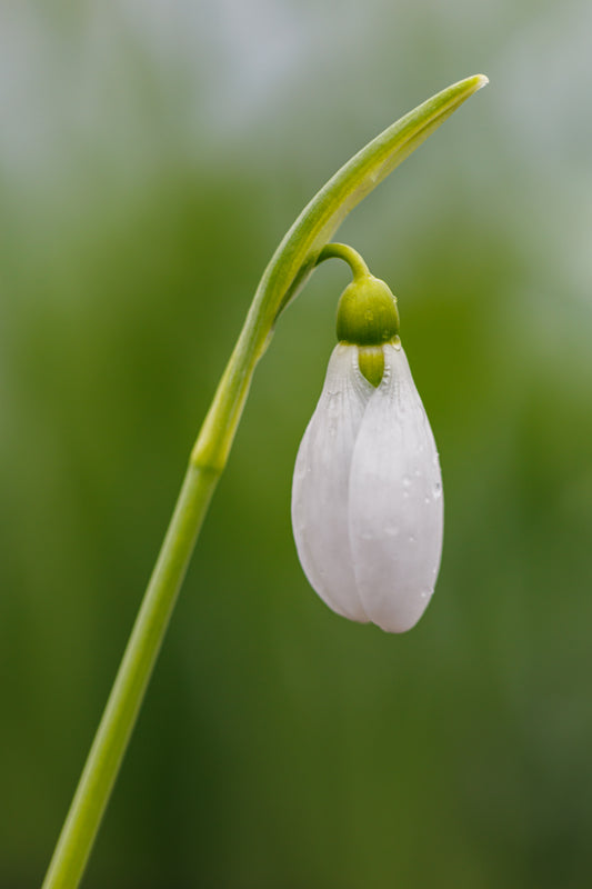 Galanthus 'Shepton Merlin'