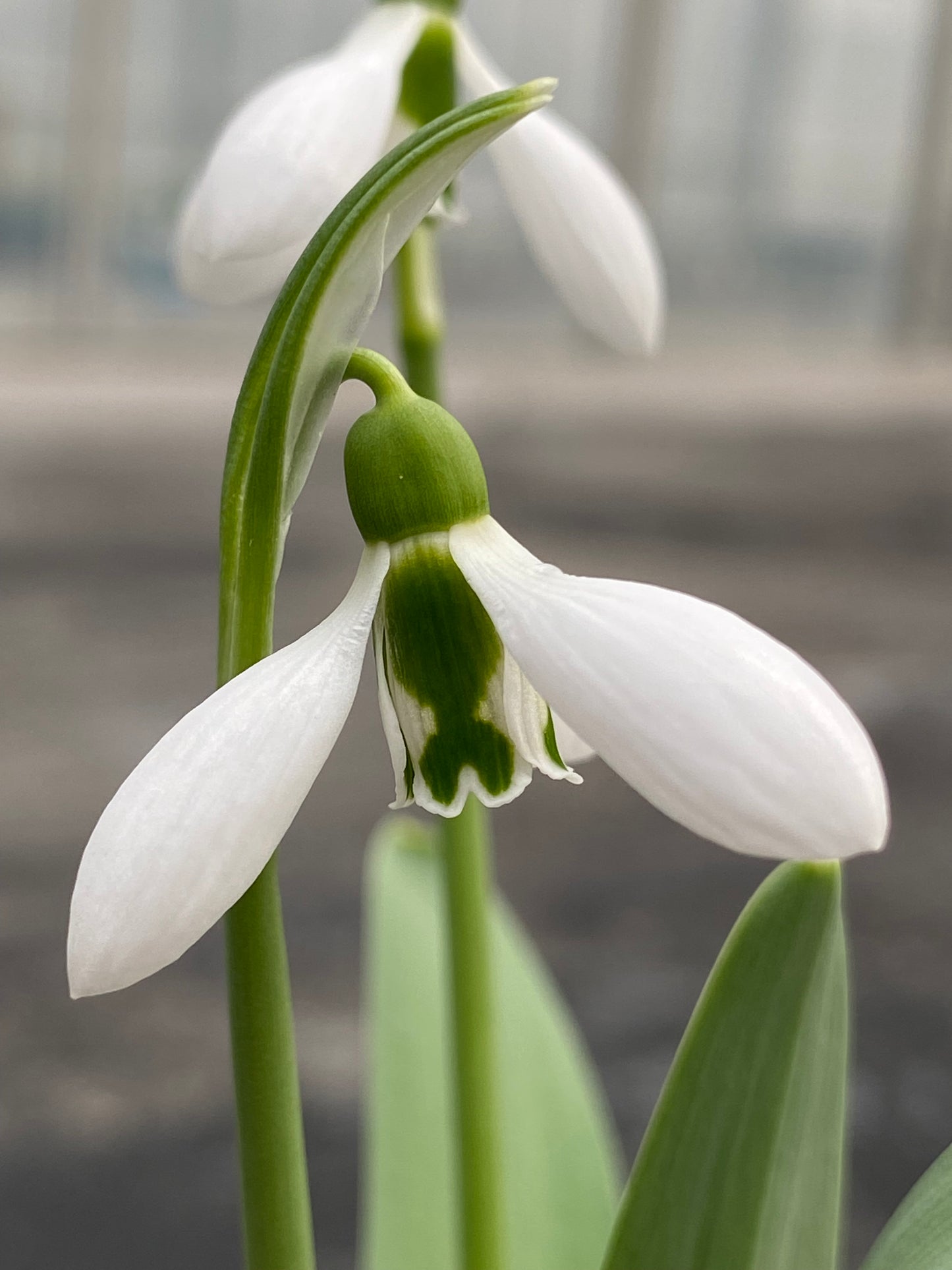 Galanthus 'Tavistock Gala No 2'