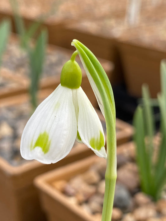Galanthus 'Trimmer'