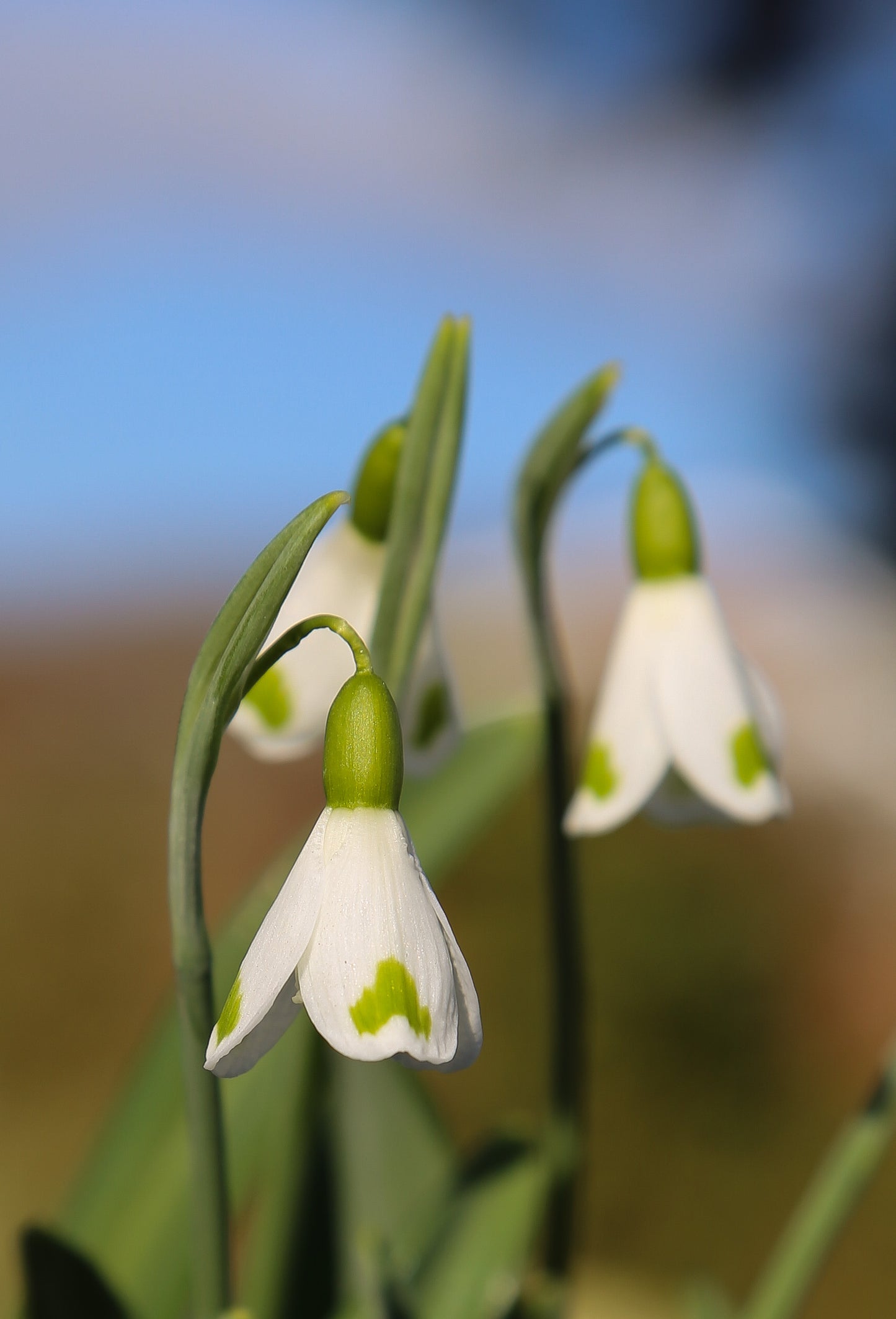 Galanthus 'Trymlet'