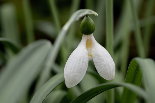 Galanthus 'Uli's Gift'