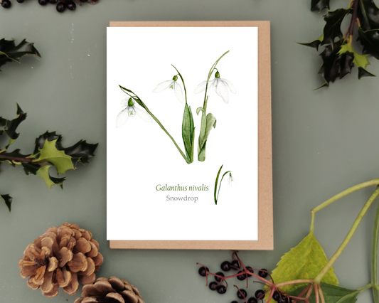 Snowdrops Greetings Card - A6
